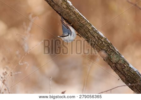 Tireless Forest Hunter, Eurasian Nuthatch (wood Nuthatch), Hanging On A Branch Upside Down With Sunf