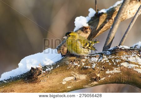 Little Forest Bird, Siskin (spinus Spinus), Sits On A Log In A Forest Park In The Middle Of Winter.