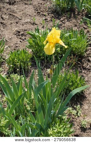 Tender Yellow Flower Of German Bearded Iris In Spring