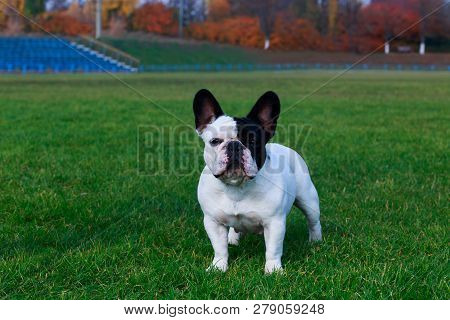 Dog Breed French Bulldog Is Stand On Green Grass
