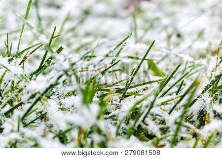 Green Grass Under The Snow. Grass Covered With Snow. White Snow And Green Grass Background. Grass On