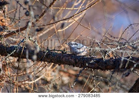Eurasian Nuthatch (wood Nuthatch) Sits On A Larch Branch In A Forest Park In Late Autumn (in Its Nat