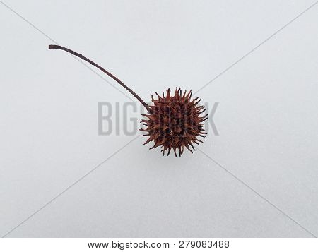 Spikey Gum Tree Ball On White Snow