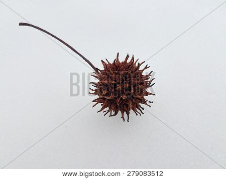 Spikey Gum Tree Ball On White Snow