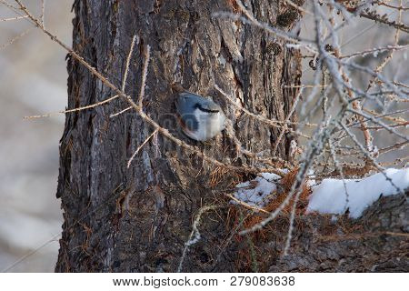 Eurasian Nuthatch (wood Nuthatch) Sits (hangs) On A Larch Trunk In A Forest Park On The First Day Of