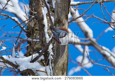 Eurasian Nuthatch (wood Nuthatch) Hangs On A Dry Tree Trunk Upside Down In A Winter Forest Park.