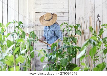Woman Work In The Vegetable Garden With Bamboo Sticks In The Middle Of Green Plants, Take Care For P