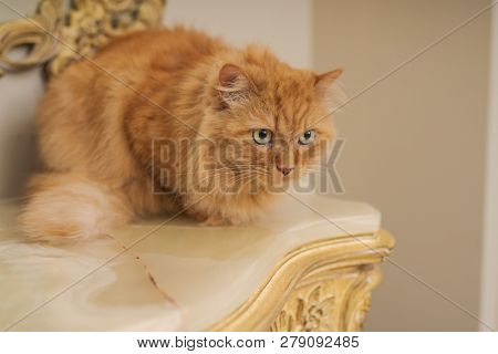 Beautiful ginger long hair cat sitting on table at home
