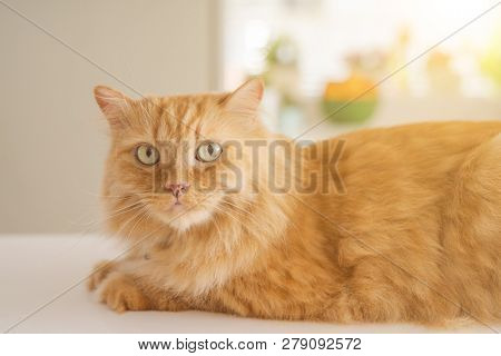 Beautiful ginger long hair cat lying on kitchen table on a sunny day at home