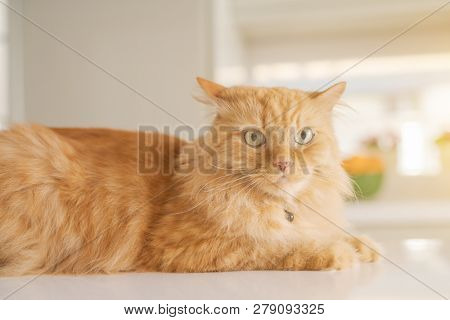 Beautiful ginger long hair cat lying on kitchen table on a sunny day at home