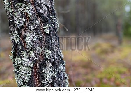 Moss And Grew On The Bark Of Birches. The Bark Of A Birch Tree.