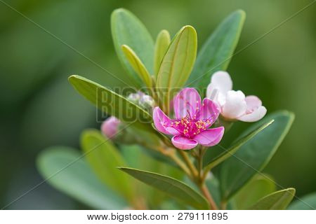 Pink flowers of Rose Myrtle growing in Singapore, Asia (Rhodomyrtus tomentosa (Aiton) Hassk)