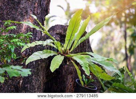 Fern Nest / Green Leaves Of Bird's-nest Fern Or Nest Fern On Tree In The Garden