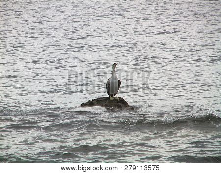A Bird Standing On A Stone Among Gray Sea. Overcast Summer Day.