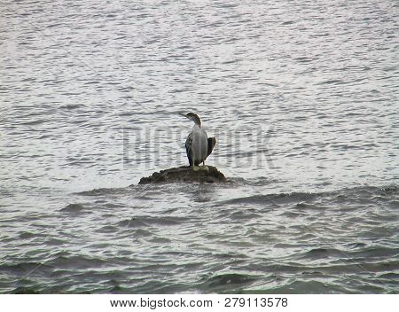 A Bird Standing On A Stone Among Gray Sea. Overcast Summer Day.