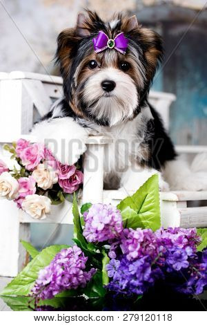 puppy of alaskan malamute