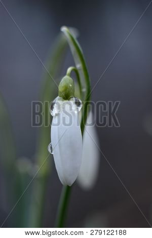 Spring Snowdrop Flowers With Water Drops In Spring Garden