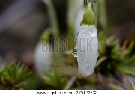 Spring Snowdrop Flowers With Water Drops In Spring Garden