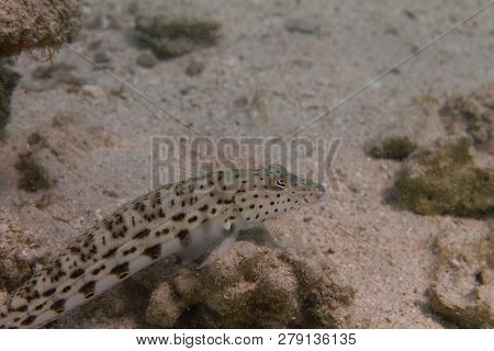 Speckled Sandperch On Coral Reef In Red Sea Off Dahab, Egypt