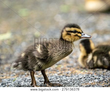 Mallard Duckling (anas Platyrhynchos) On Summer Day.