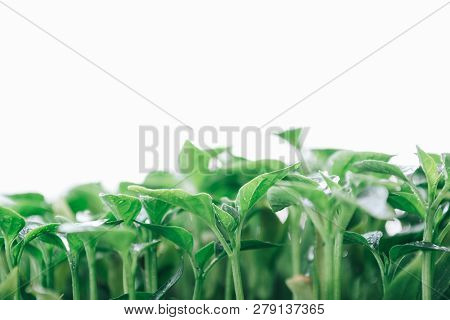 Green Leaves On A Young Pepper On A White Background.