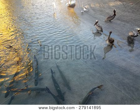 White Crane, Pelicans, And Tarpon Fish In La Guancha In Ponce, Puerto Rico
