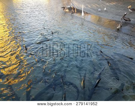 White Crane, Pelicans, And Tarpon Fish In La Guancha In Ponce, Puerto Rico