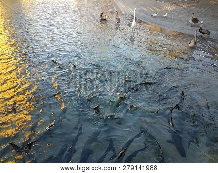 White Crane, Pelicans, And Tarpon Fish In La Guancha In Ponce, Puerto Rico