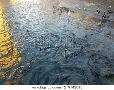 White Crane, Pelicans, And Tarpon Fish In La Guancha In Ponce, Puerto Rico