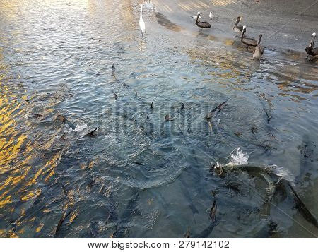 White Crane, Pelicans, And Tarpon Fish In La Guancha In Ponce, Puerto Rico