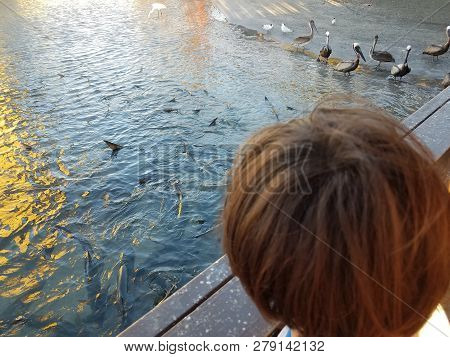 Child Watching Pelicans, White Crane, And Tarpon Fish In La Guancha In Ponce, Puerto Rico