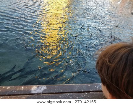 Child Watching Pelicans, White Crane, And Tarpon Fish In La Guancha In Ponce, Puerto Rico