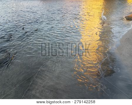 White Crane And Tarpon Fish In La Guancha In Ponce, Puerto Rico