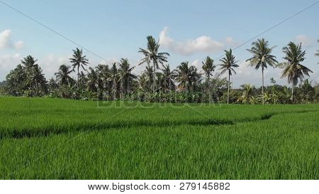 Aerial Drone Photo. Flying Over Rice Fields With Beautiful Palms. Bali Island.