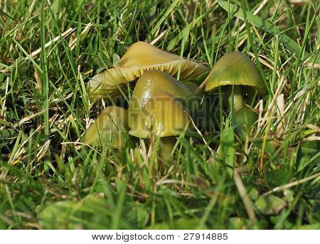 เชื้อรา Waxcap นกแก้ว