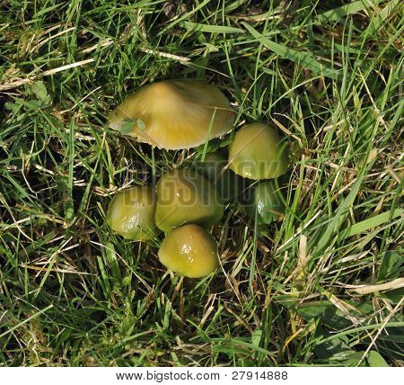 เชื้อรา Waxcap นกแก้ว