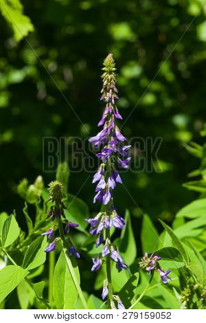 Blooming Fodder Or Eastern Galega, Galega Orientalis, In Wild Close-up, Selective Focus, Shallow Dof