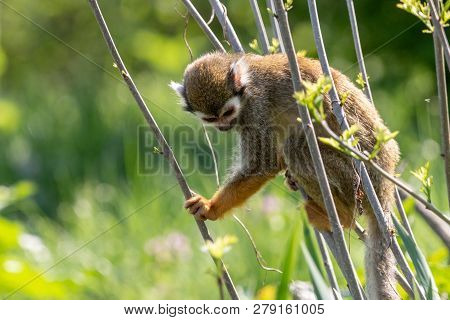 Little squirrel monkey looking down holding orange hand on the twig. Saimiri sciureus sitting on thin branches with blurred green background.