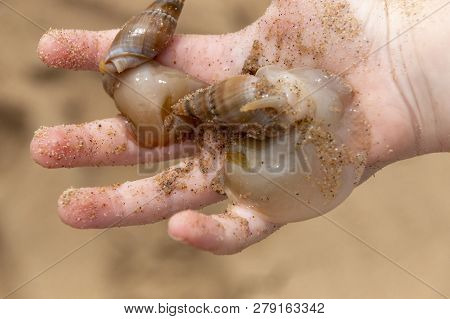 A Close Up View Of A Child Holding Two Seacreatures, Mollusks, Shellfish, On Their Hand At The Beach
