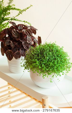 houseplants Nephrolepis, peperomia caperata, Soleirolia soleirolii in white flowerpots