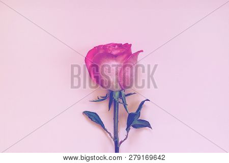 Single Beautiful Pink Purple Rose On A Pastel Background. Fashionable. Minimalism. View From Above.