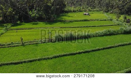 4k Aerial Flying Video Of Green Rice Fields Close To Volcano Agung, Bali Island.