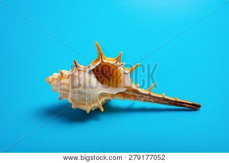 Conch Shell On A Blue Background Horizontal