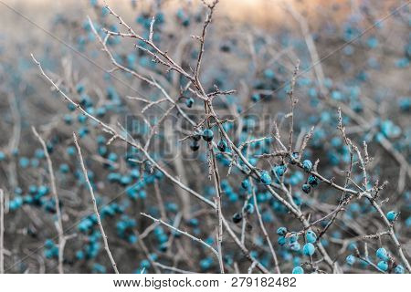 Blackthorn. Blue, Ripe Berries Of Wild Blackthorn On A Branch In Late Autumn. Blackthorn Berries, Pr