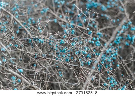 Blackthorn. Blue, Ripe Berries Of Wild Blackthorn On A Branch In Late Autumn. Blackthorn Berries, Pr
