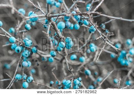Blackthorn. Blue, Ripe Berries Of Wild Blackthorn On A Branch In Late Autumn. Blackthorn Berries, Pr