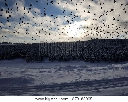 Birds Animal Flying Winter Kars Turkey Dogu Express Train Tren Snow Tree New Year