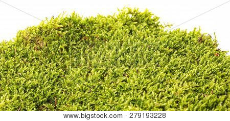moss isolated on a white background close up