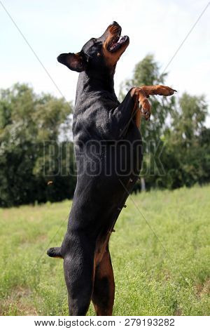 Black And Brown Doberman Jumps In The Air