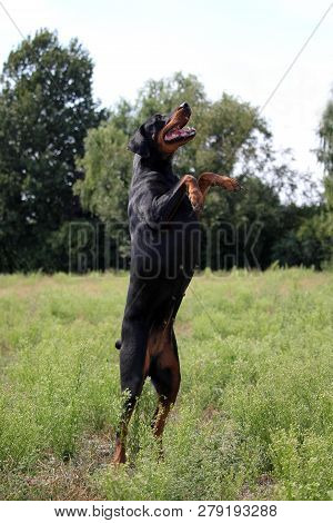 Black And Brown Doberman Jumps In The Air